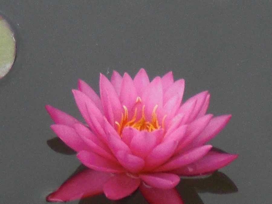 Blossom Wellness Centre — Acupuncture in N York St Unit 110, Chicago
