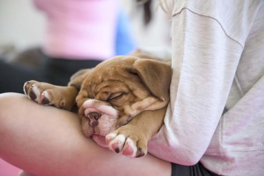 Puppy Yoga Austin (Puppies Yoga) — Yoga, Tai Chi & Pilates in E 6th St, Austin