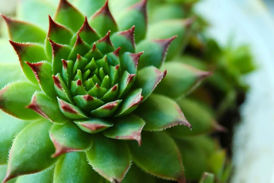 South Austin Chiropractor – Dr. Summer Van Engen — Chiropractic in Plantation Rd, Austin