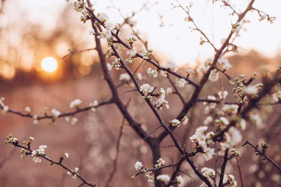 Four Flowers Wellness — Acupuncture in W Monroe St #100, Chicago