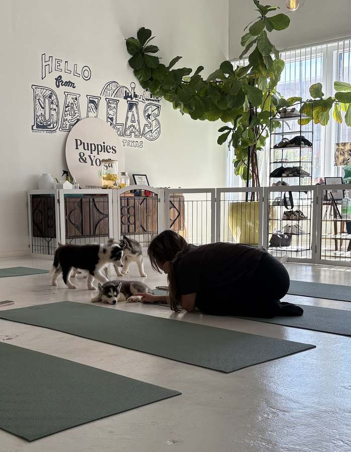 Puppy Yoga Dallas 3 (Puppies Yoga) — Yoga, Tai Chi & Pilates in Parry Ave #104, Dallas