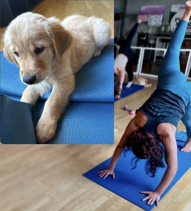 Puppy Yoga Denver (Puppies Yoga) — photo 1