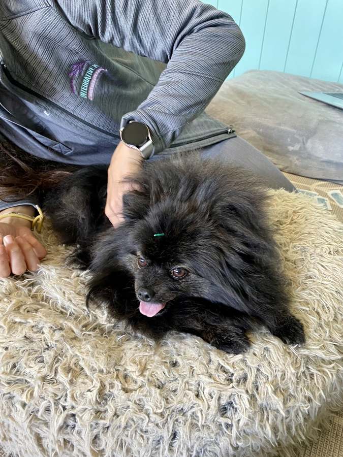 Integrative Pet Wellness Center — photo 1
