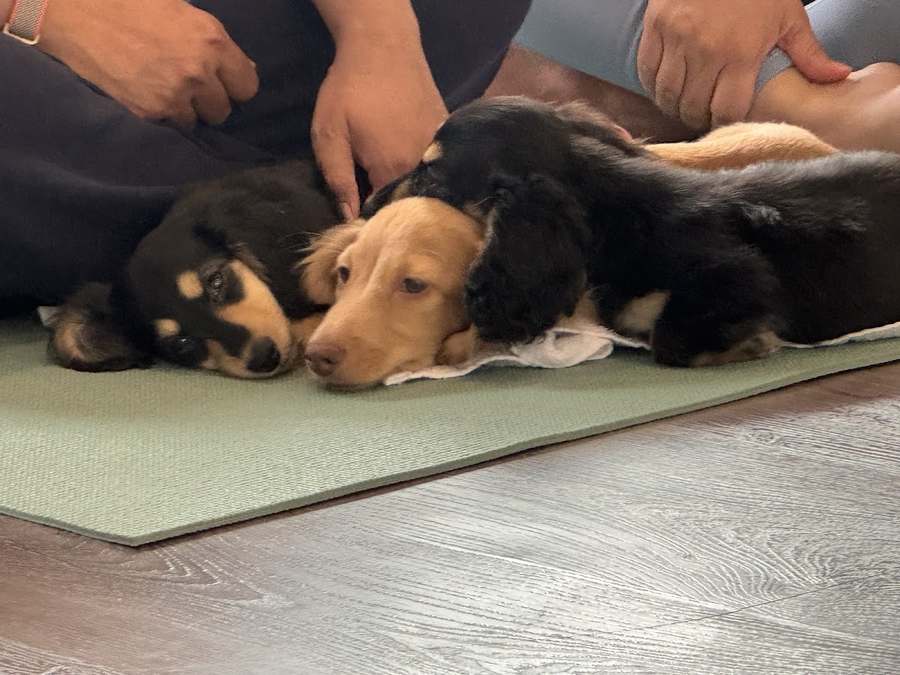 Puppy Yoga Los Angeles - West Hollywood (Puppies Yoga) — photo 1