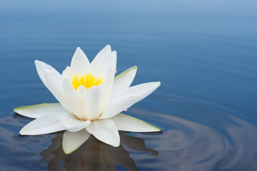Bergen County Acupuncture and Wellness — photo 1